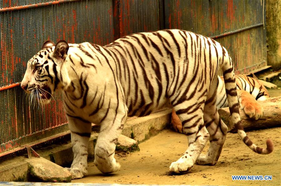 albino black tiger