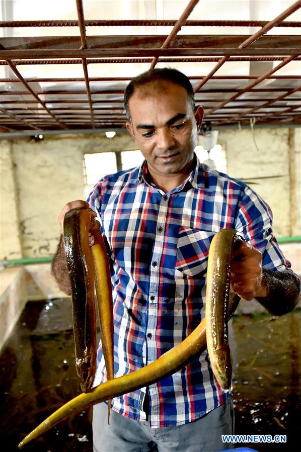 BANGLADESH-DHAKA-EEL-FISH