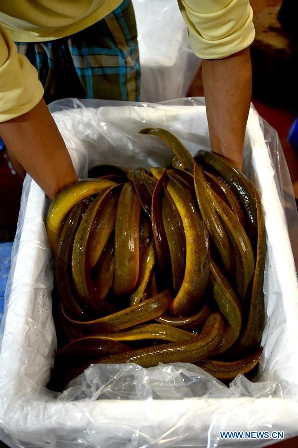 BANGLADESH-DHAKA-EEL-FISH