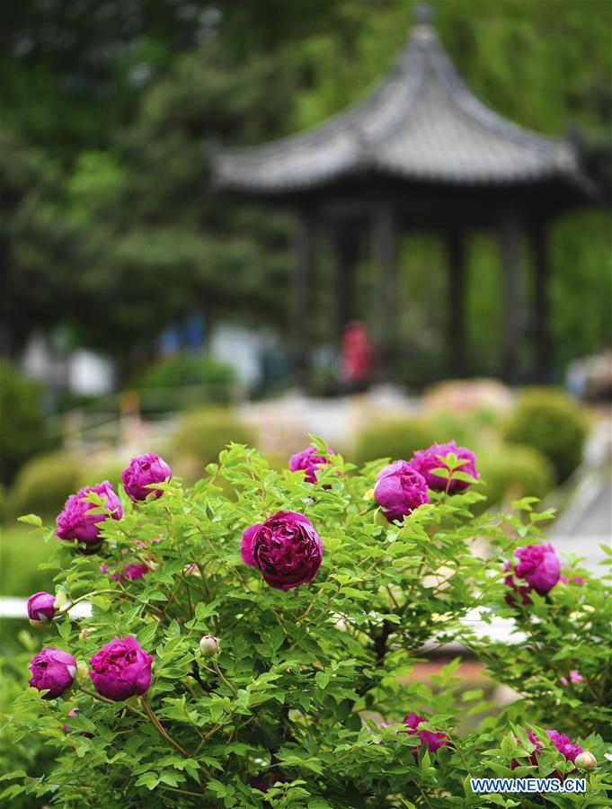 CHINA-JILIN-CHANGCHUN-PEONY-BLOSSOM (CN) 