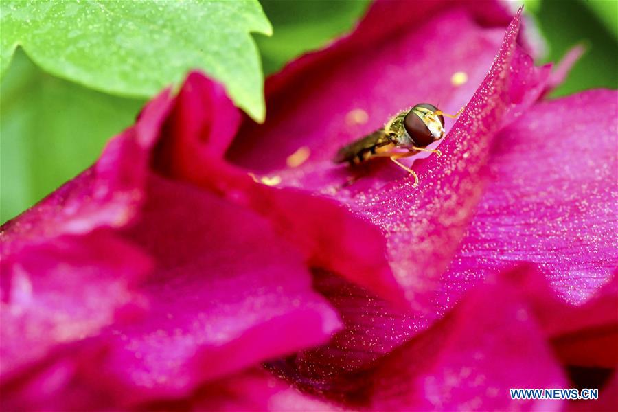 CHINA-JILIN-CHANGCHUN-PEONY-BLOSSOM (CN) 