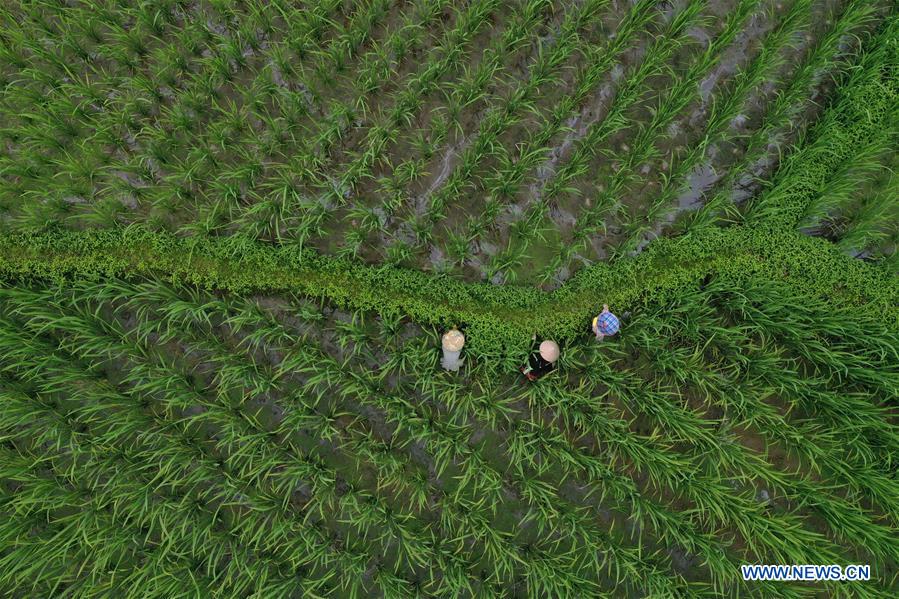 CHINA-ZHEJIANG-JINGNING-WILD RICE STEM(CN)