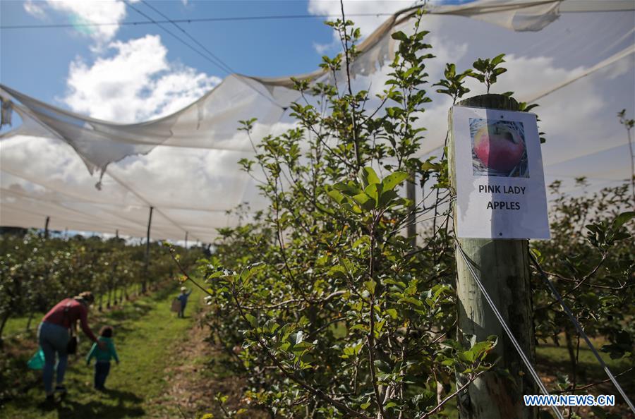 AUSTRALIA-BILPIN-FRUIT FARM