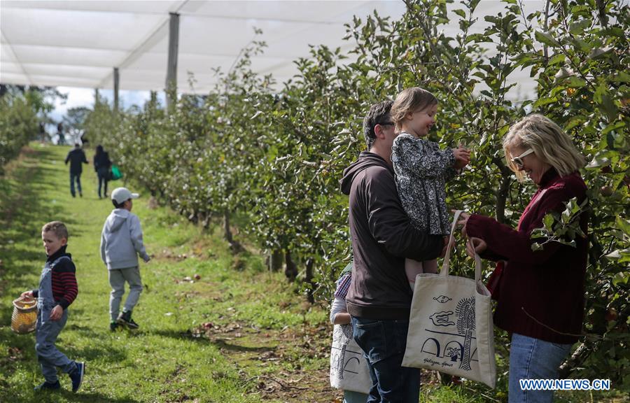 AUSTRALIA-BILPIN-FRUIT FARM