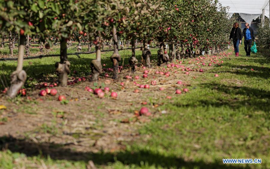 AUSTRALIA-BILPIN-FRUIT FARM