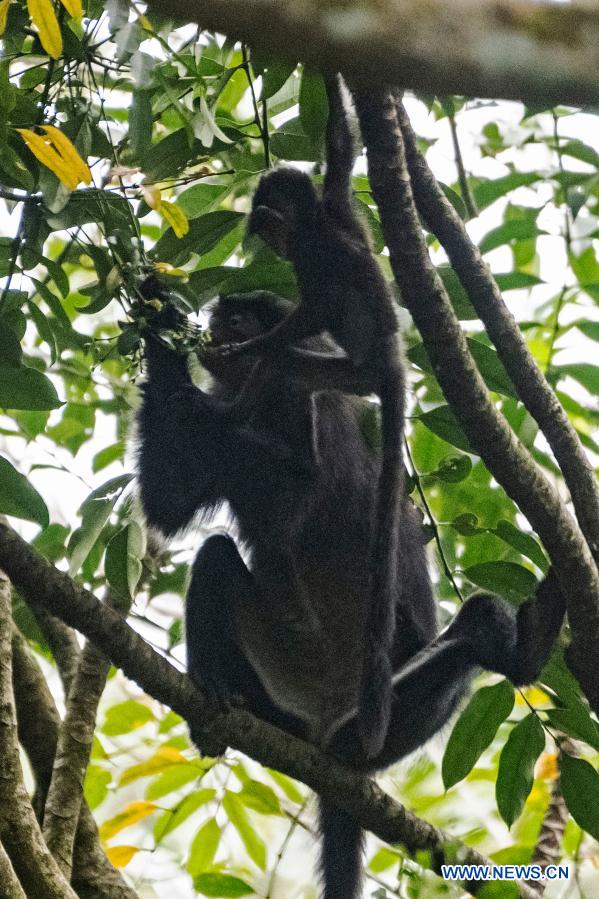 raffles" banded langur with its baby feed on plants in nature