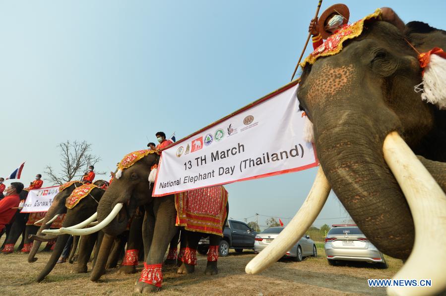 National Elephant Day celebration held in Ayutthaya, Thailand Xinhua