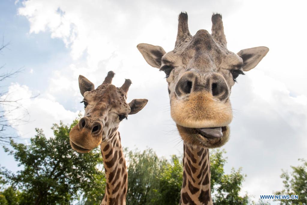 World Giraffe Day celebrated in Yongin, South Korea - Xinhua | English