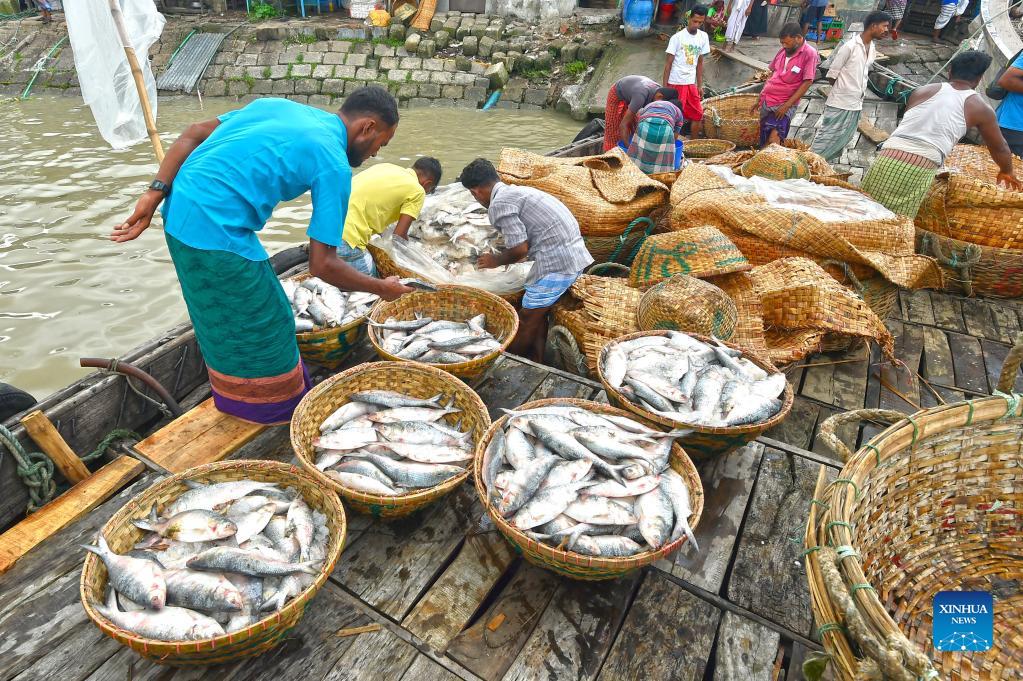 Feature: Peak fishing season of Hilsa fish in Bangladesh - Xinhua