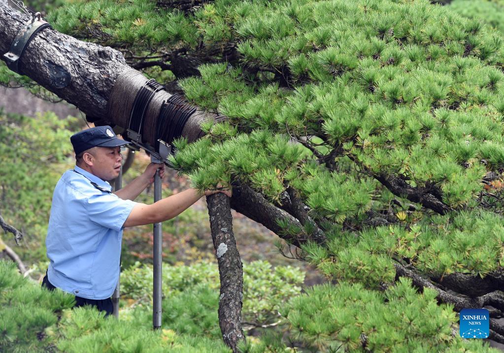 photo-story-guardian-of-greeting-pine-in-huangshan-mountain-xinhua