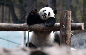 People visit giant pandas "Chu Xin" and "Mu Yun" in Changchun, Jilin