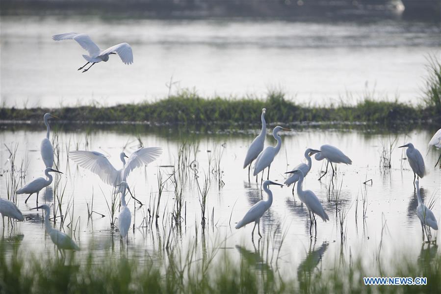 #CHINA-JIANGSU-EGRETS(CN)