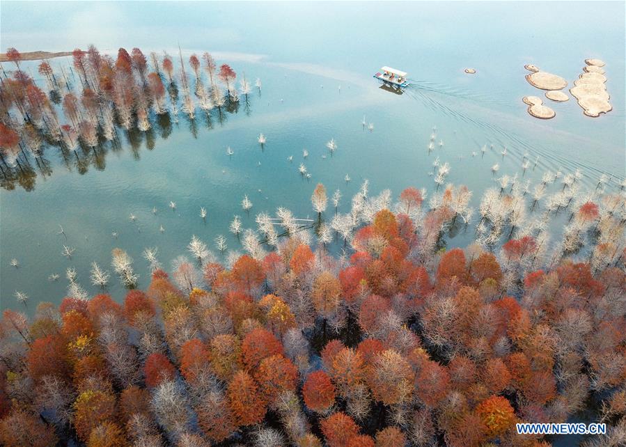 #CHINA-ANHUI-XUANCHENG-LARCH-AUTUMN SCENERY (CN)