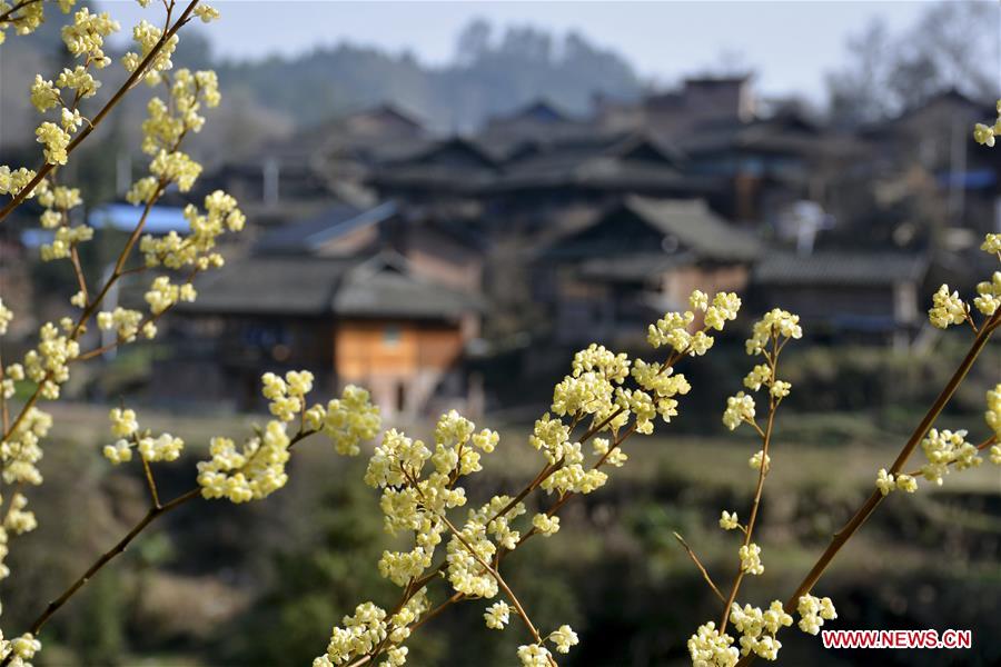 #CHINA-SPRING-FLOWER (CN)