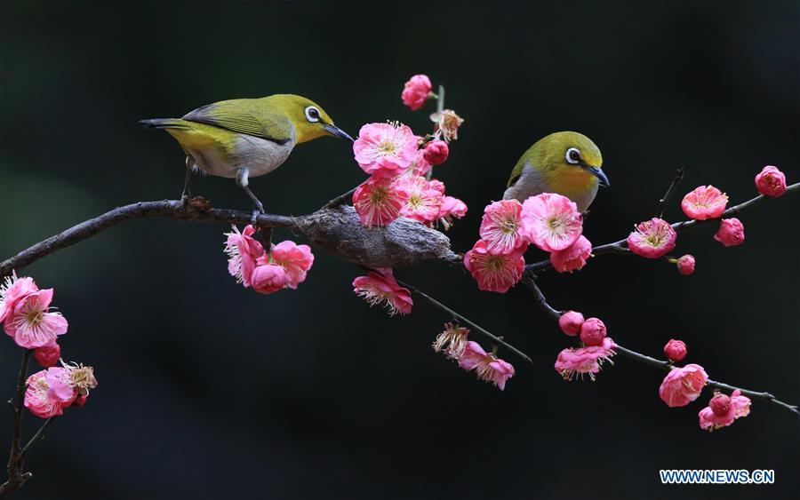 #CHINA-HUNAN-HENGYANG-BIRD-PLUM BLOSSOM (CN)