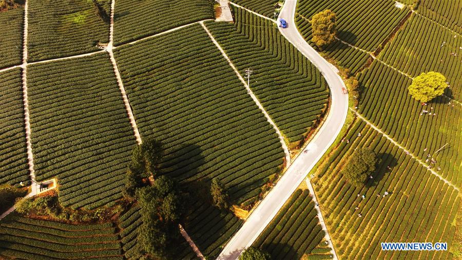 CHINA-CHONGQING-SPRING TEA-HARVEST (CN)