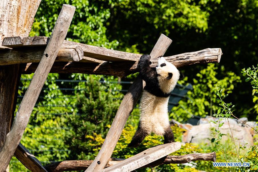 GERMANY-BERLIN-ZOO BERLIN-GIANT PANDAS