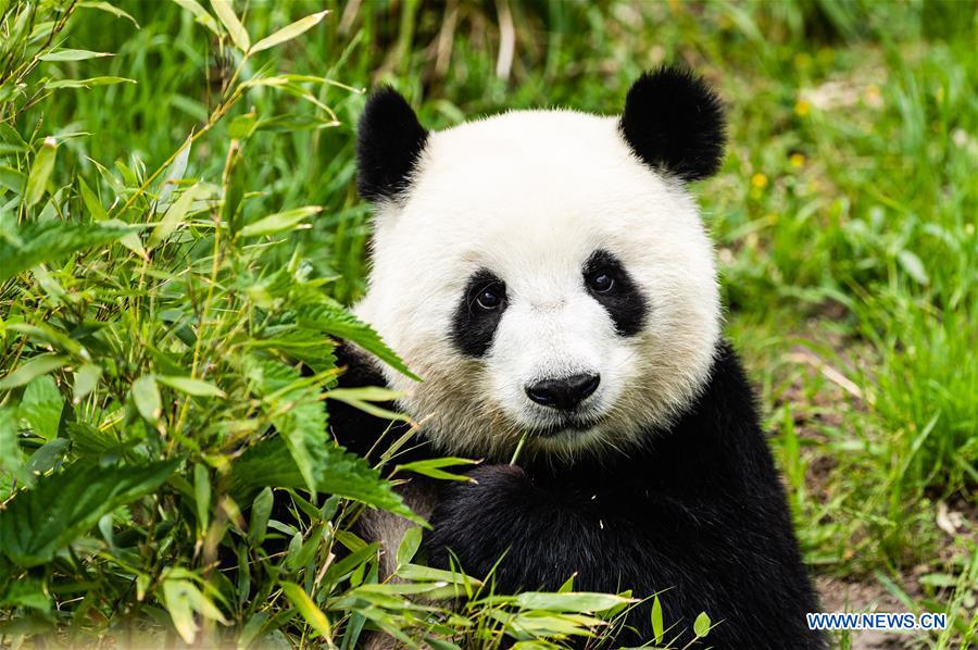 GERMANY-BERLIN-ZOO BERLIN-GIANT PANDAS