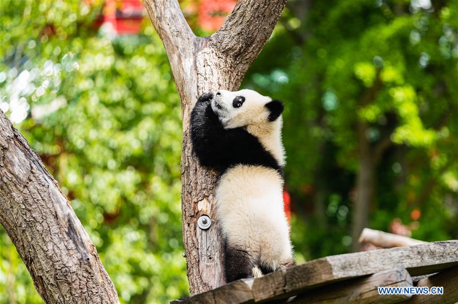 GERMANY-BERLIN-ZOO BERLIN-GIANT PANDAS