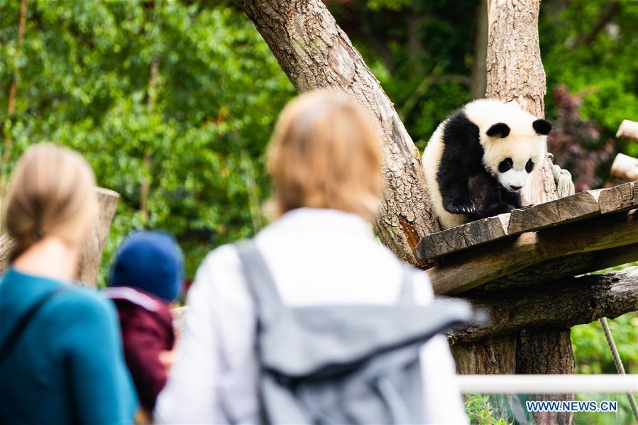 GERMANY-BERLIN-ZOO BERLIN-GIANT PANDAS