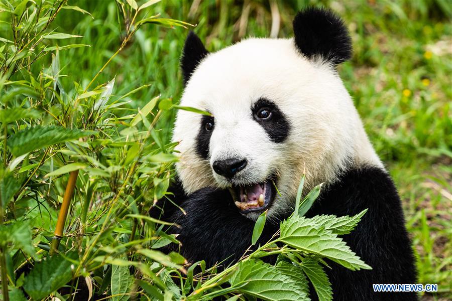 GERMANY-BERLIN-ZOO BERLIN-GIANT PANDAS