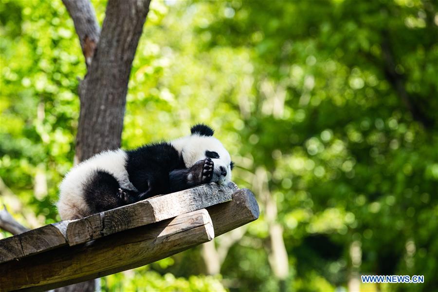 GERMANY-BERLIN-ZOO BERLIN-GIANT PANDAS