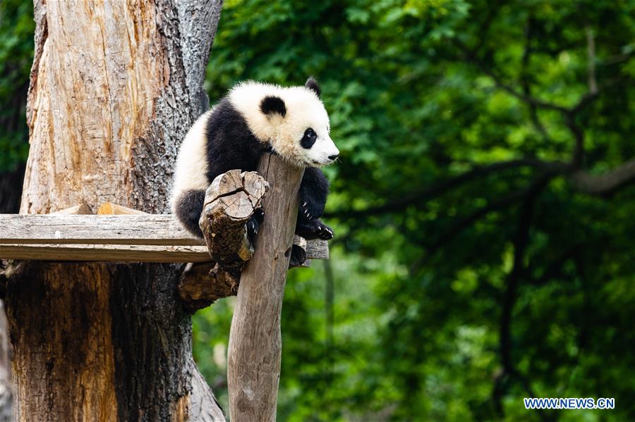 GERMANY-BERLIN-ZOO BERLIN-GIANT PANDAS