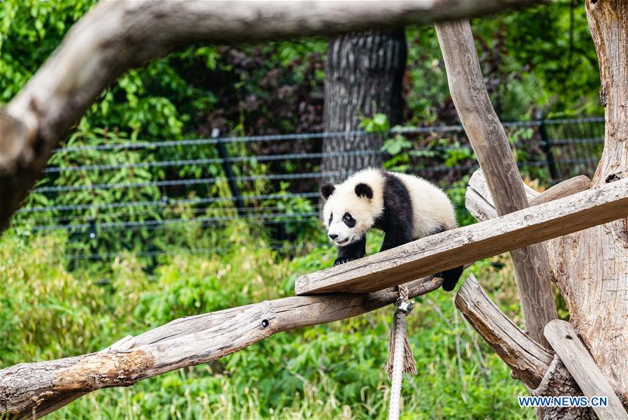 GERMANY-BERLIN-ZOO BERLIN-GIANT PANDAS