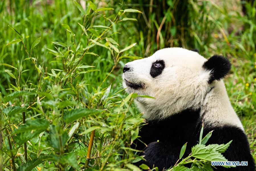 GERMANY-BERLIN-ZOO BERLIN-GIANT PANDAS