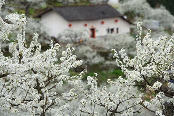 Plum blossoms seen in central China's Hubei