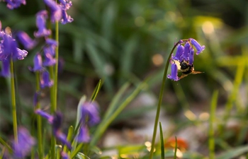 Wild bluebells bloom in Belgium