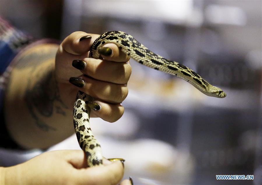 Small Pet Snakes You Can Love and Protect