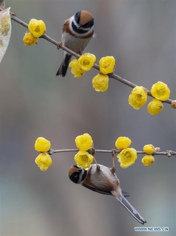 #CHINA-WINTERSWEET BLOSSOMS (CN)