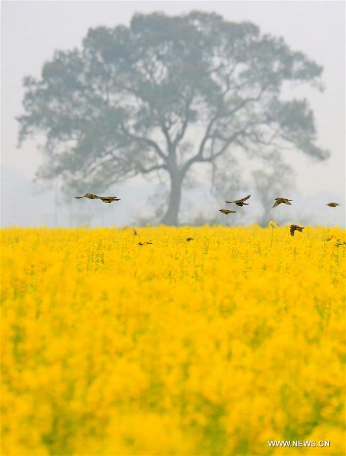 #CHINA-SPRING-BIRD