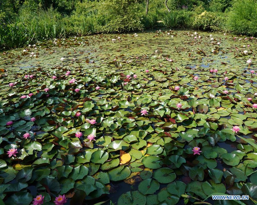 Summer Scenery In Kenilworth Park Aquatic Gardens In Washington