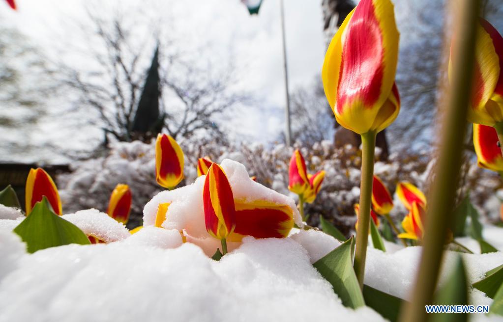 Mid April snow fall hits Greater Toronto Area Xinhua English