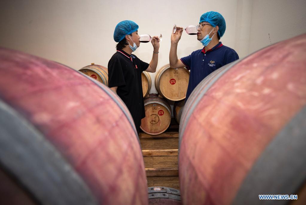 ningxia university cultivates talents in grape planting and wine