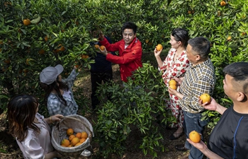 Pic story: music student turned fruit grower finds success in hometown Zigui, C China