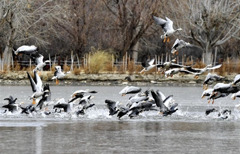 Scenery of Lhalu wetland in Lhasa, SW China's Tibet