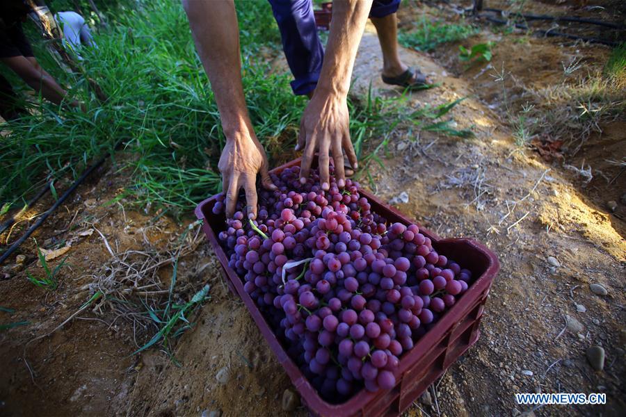 EGYPT-MONOFIYA-GRAPE HARVEST