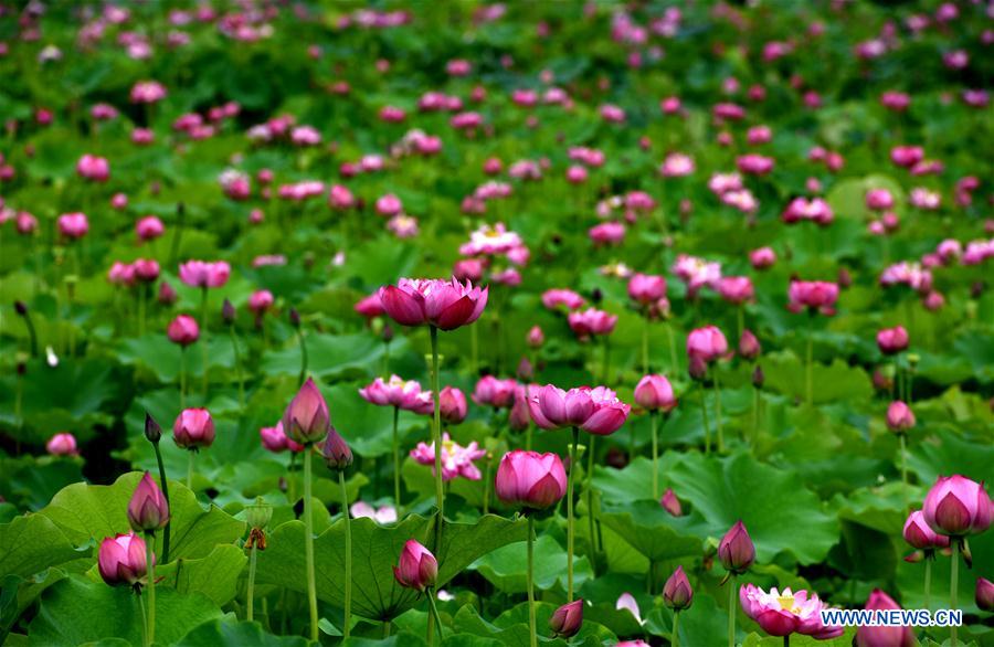 CHINA-JIANGXI-LOTUS-SPACE-BLOSSOM (CN)