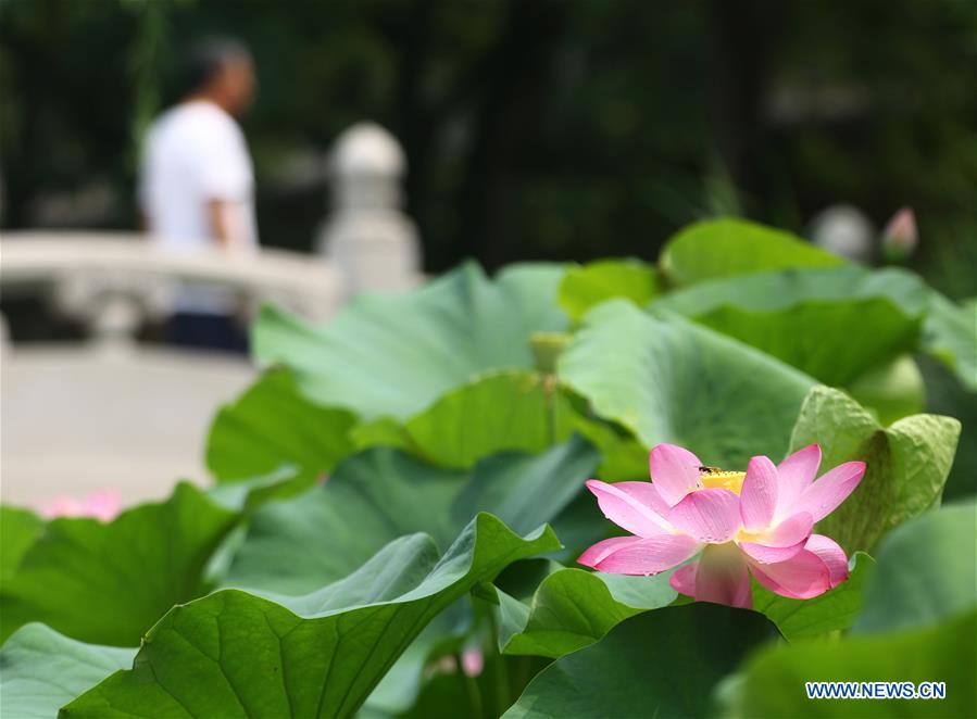 #CHINA-TIANJIN-LOTUS FLOWERS (CN)
