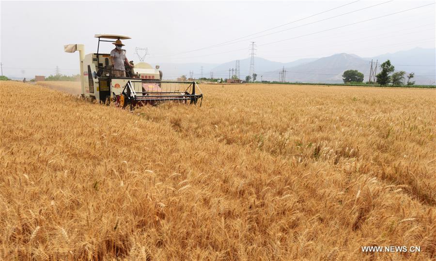 , northwest China's Gansu Province, July 5, 2016. With 30,000 hectares of wheat, Linxia enters harvest season.