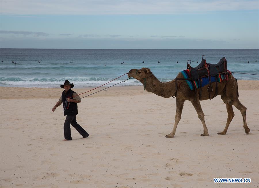 Photo taken on July 24, 2016 shows camels at Bondi Beach in Sydney, Australia.