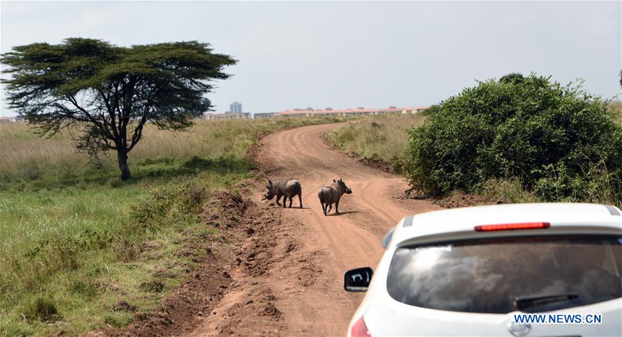 KENYA-NAIROBI-WILDLIFE ATTACK-PREVENTION