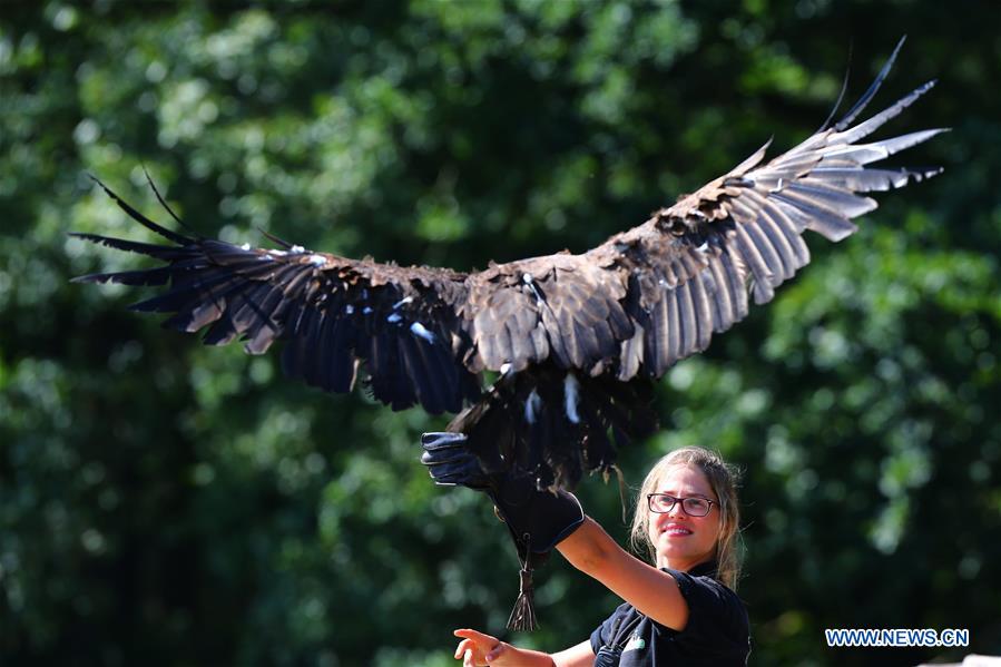 An employee displays falconry to visitors at the Bellewaerde Park near Ieper, west of Belgium, Aug. 6, 2016.