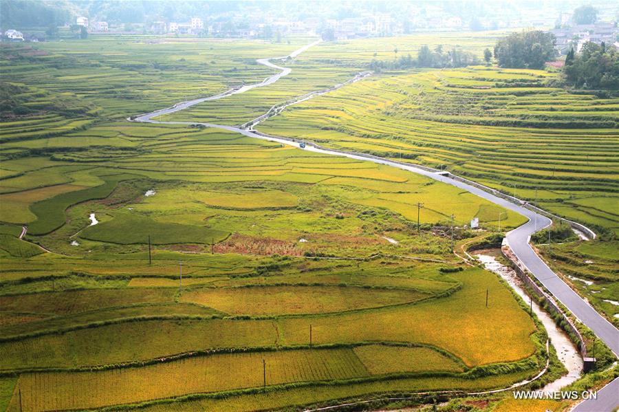 #CHINA-HUNAN-XIANGXI-PADDY FIELDS(CN)