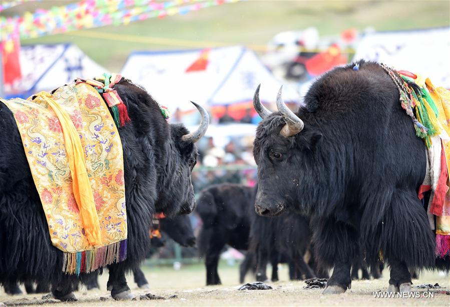 CHINA-TIBET-XIGAZE-BULLFIGHTING(CN)