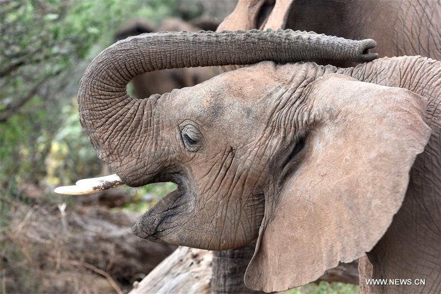 Africa's overall elephant population sees worst declines in 25 years