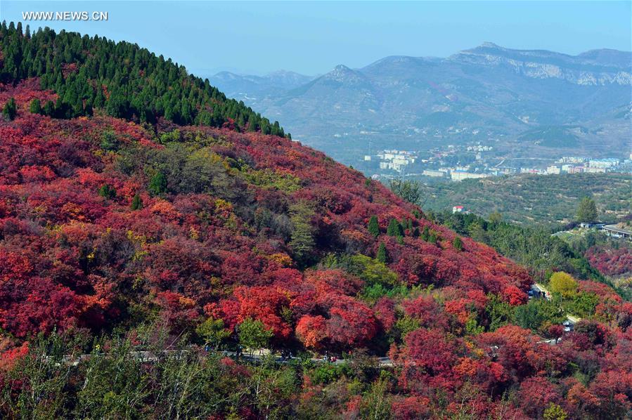 CHINA-JINAN-AUTUMN SCENERY(CN)